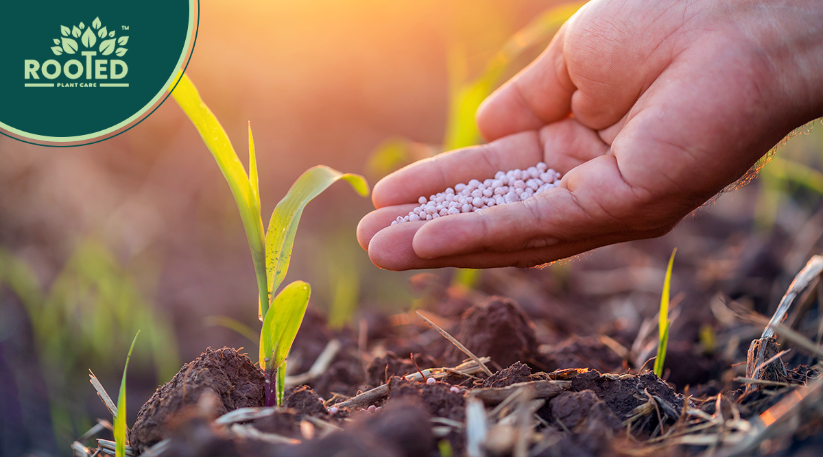 Organic fertilizers for lush and vibrant gardens