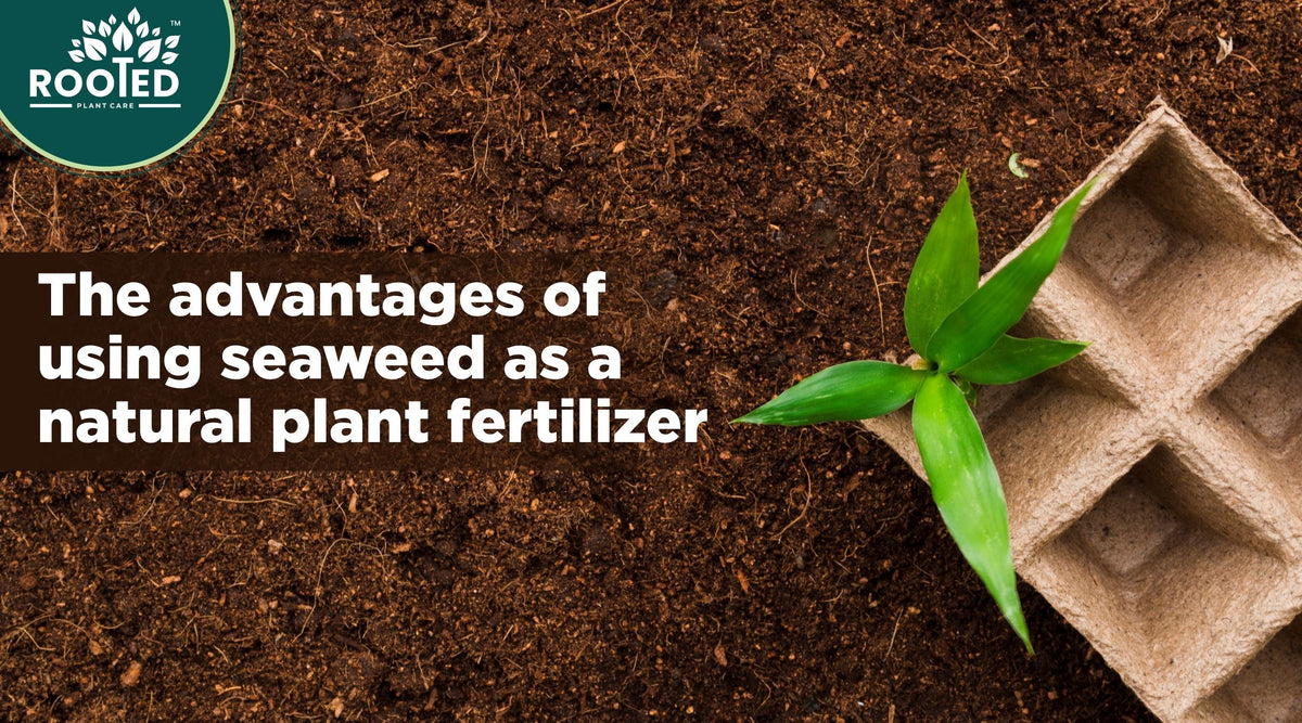 Seaweed as a natural plant fertilizer