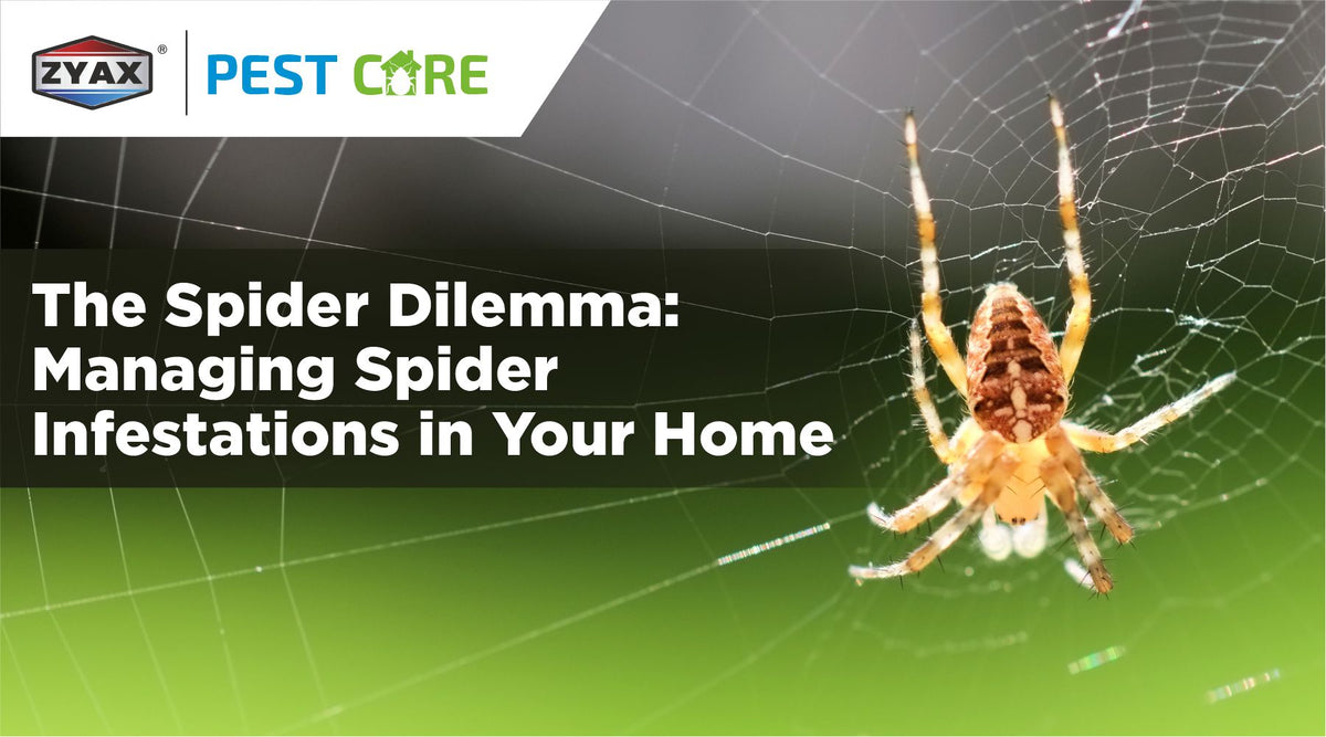 Managing spider infestations in the home