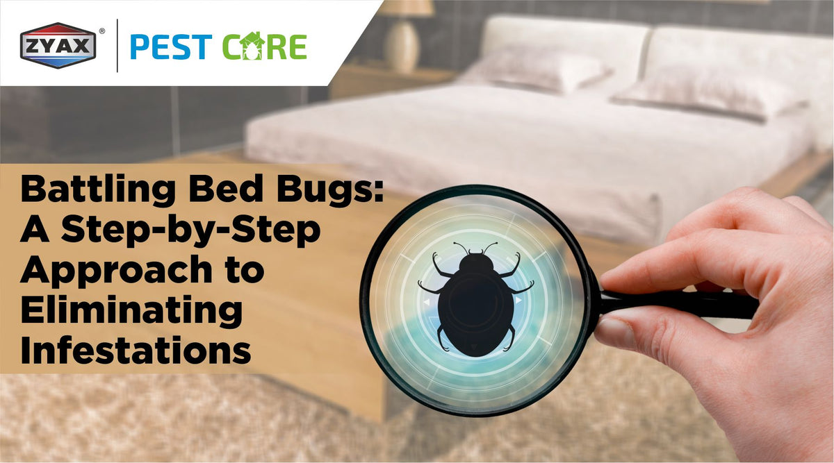 Step-by-step guide to getting rid of bed bugs