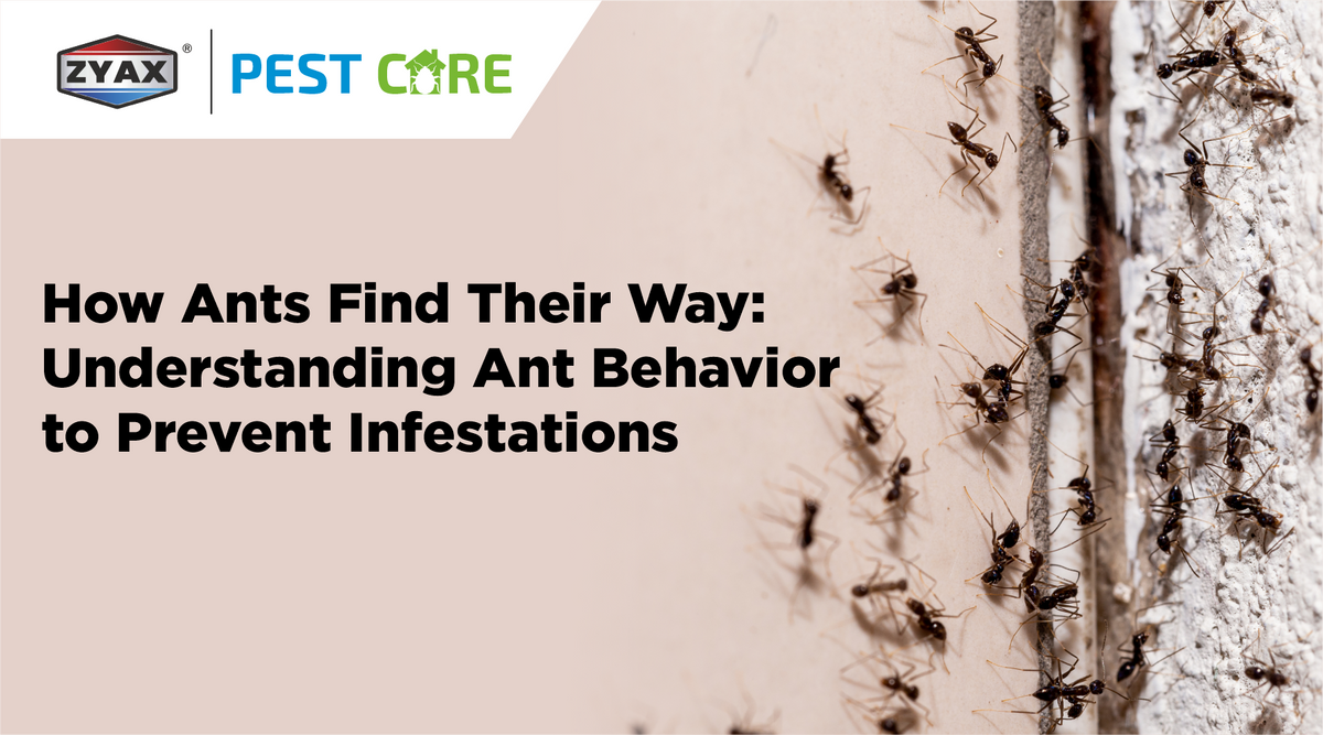 Understanding ant behaviour to use ant repellent spray effectively