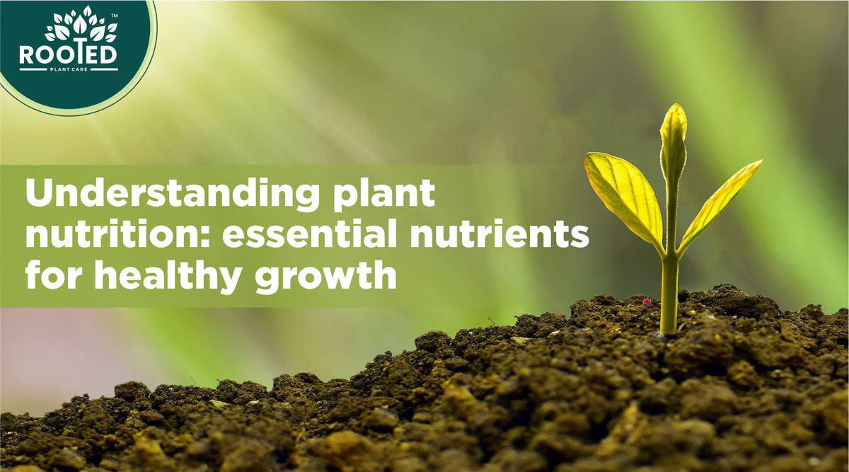Essential nutrients for healthy plant growth