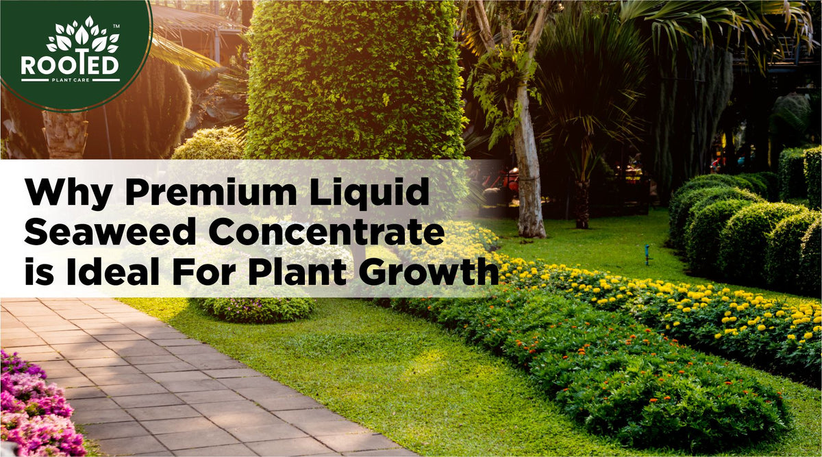 Liquid seaweed concentrate for healthy plant growth