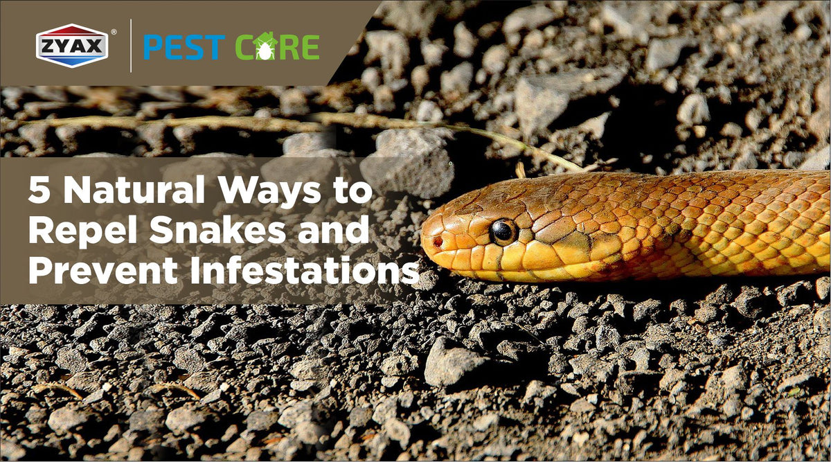 Natural ways to repel snakes and prevent infestations