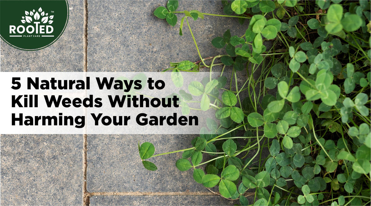 Natural weed control in a home garden without harmful chemicals