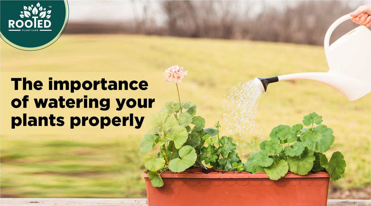 Proper watering for healthy garden plants