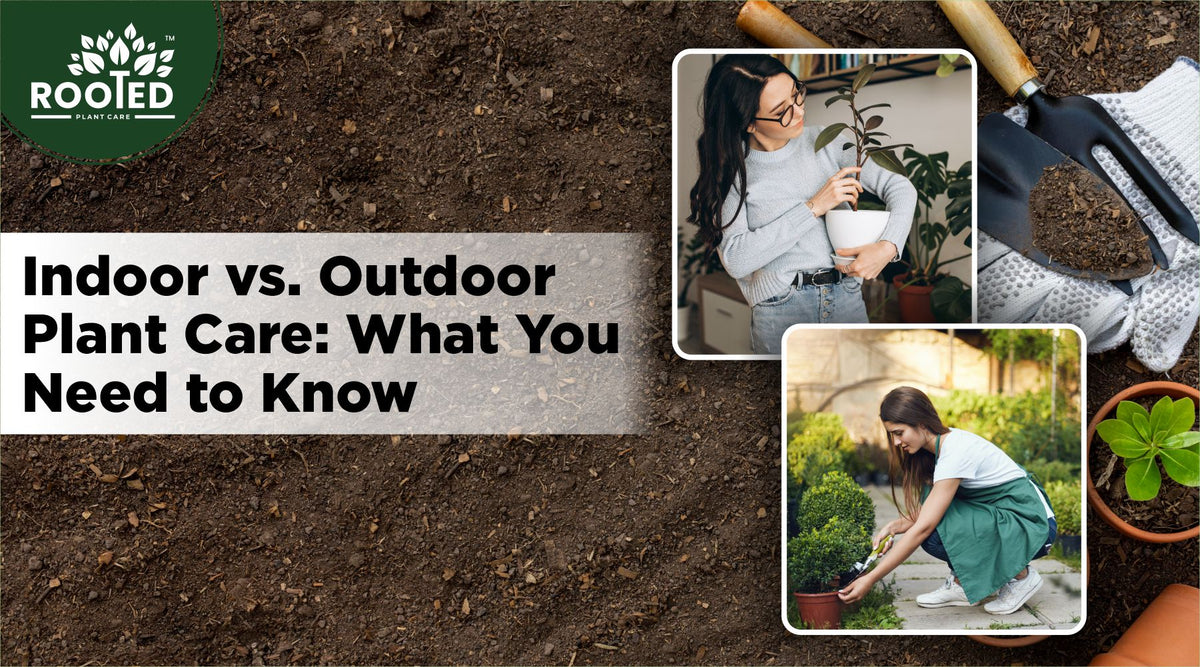 Indoor and outdoor plant care compared