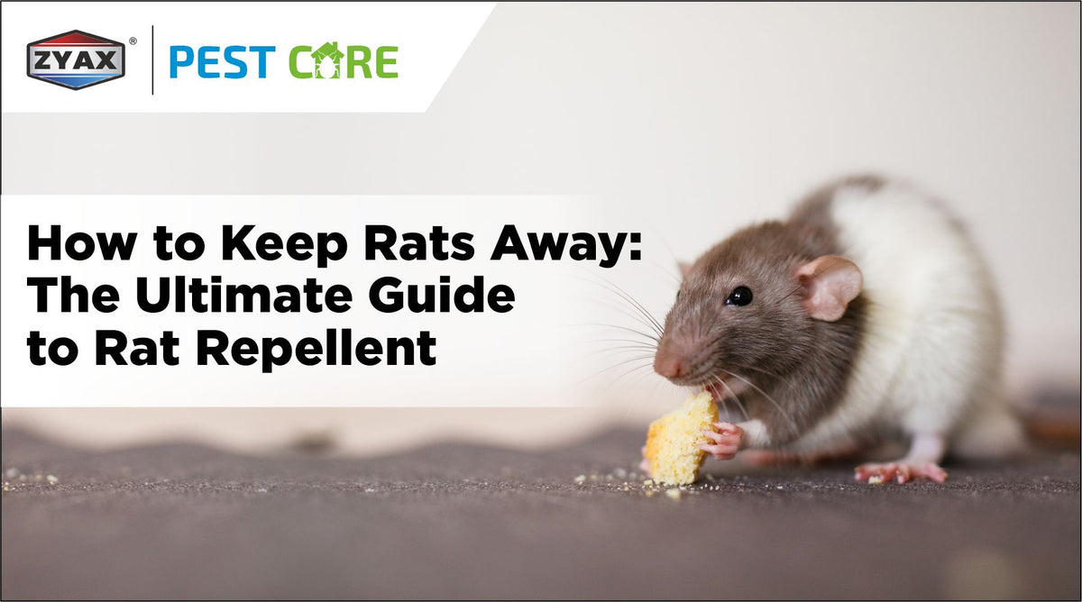 Rat repellent guide to keep rats away from homes