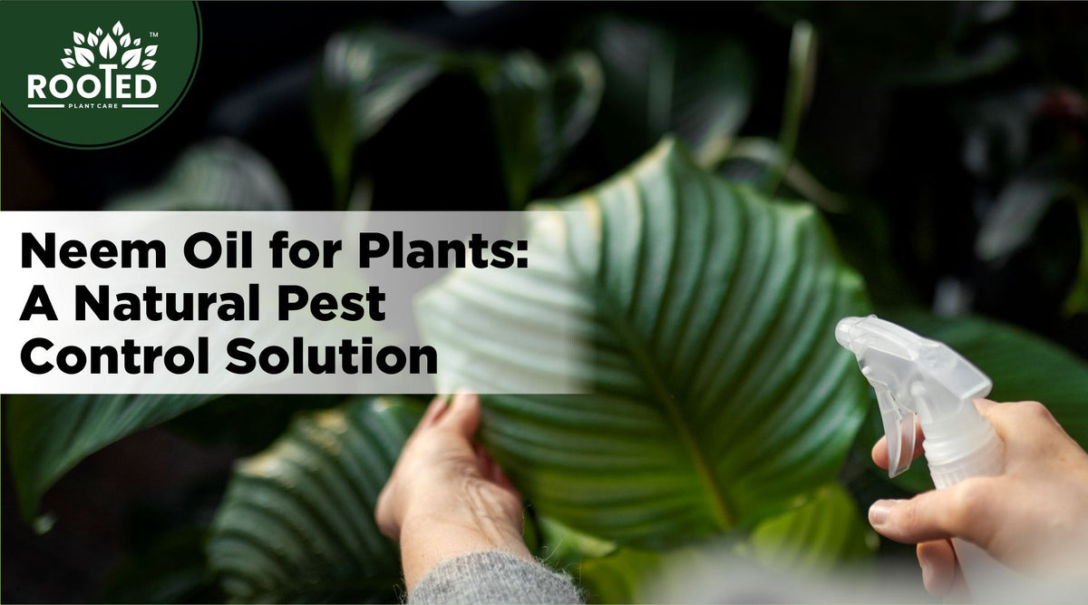 Neem oil as a natural pest control for plants