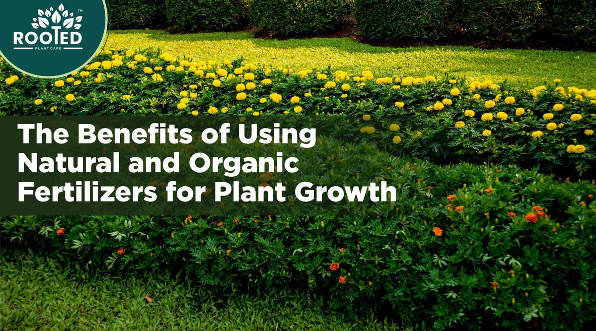 Zyax Rooted seaweed concentrate as a natural plant fertilizer