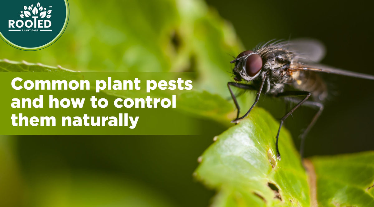 Common garden plant pests and natural control methods