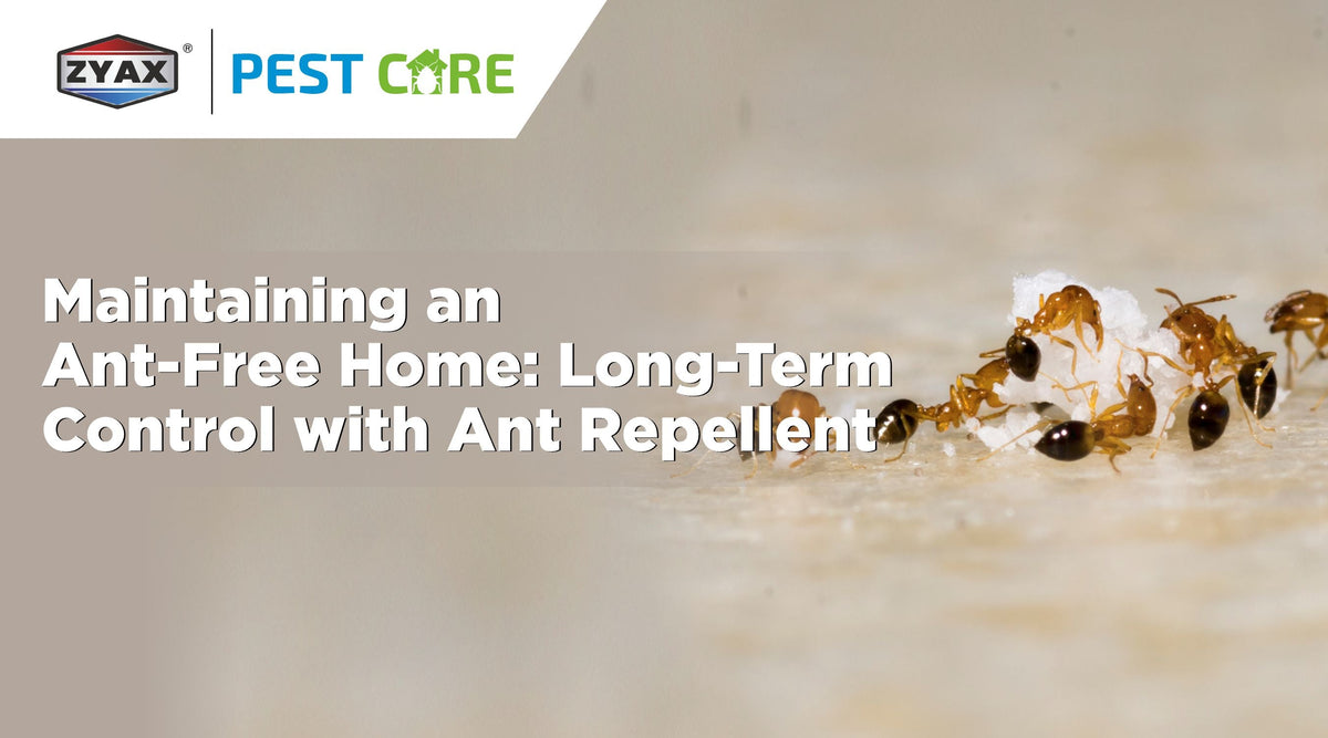 Long-term ant control for an ant-free home