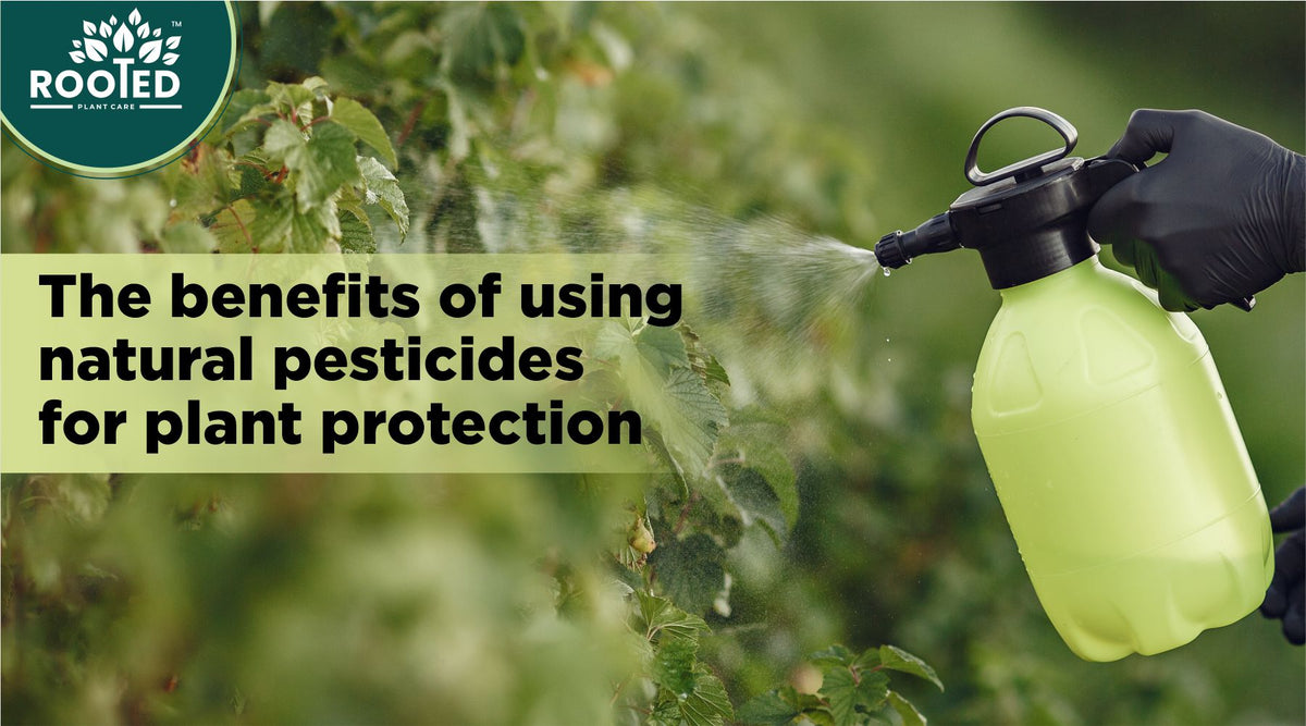 Natural pesticides for protecting garden plants