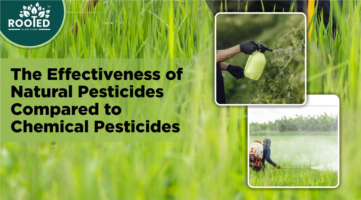 Natural pesticides compared with chemical pesticides