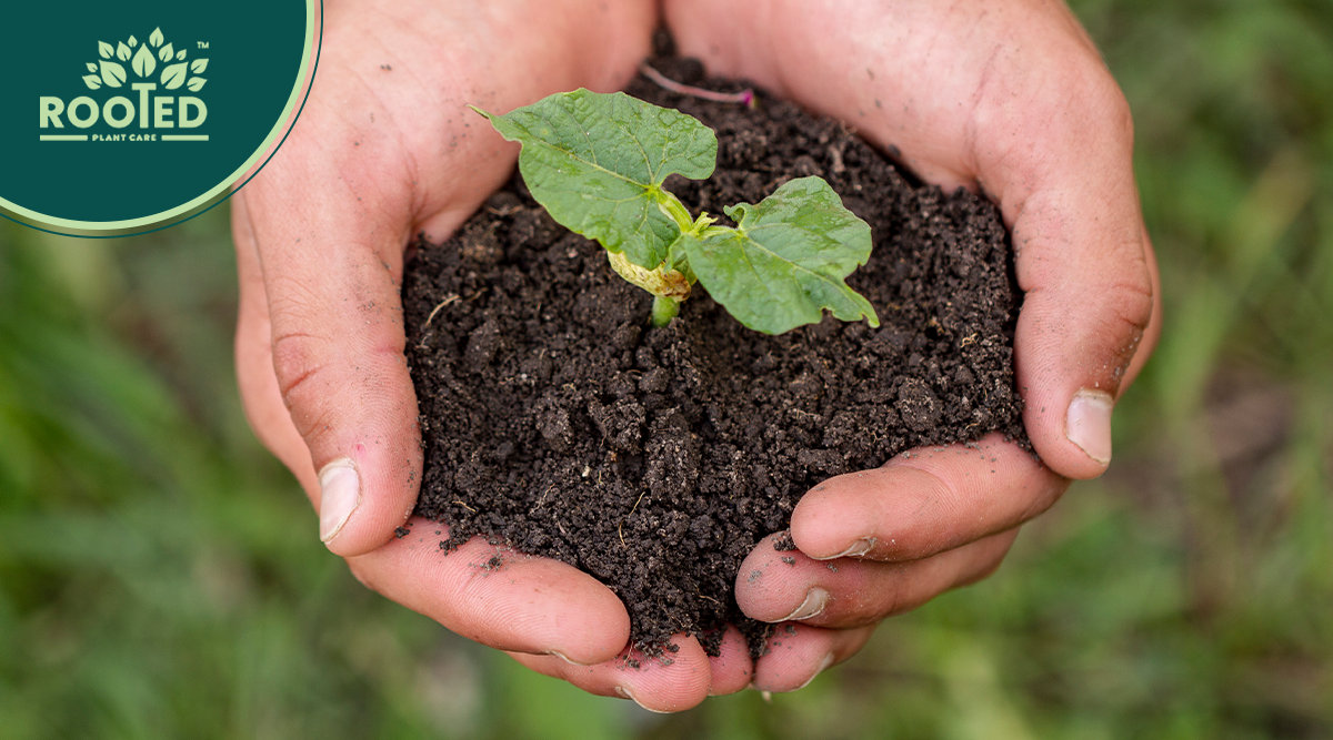 Images shows how to maintain the right soil amendments for a healthy garden