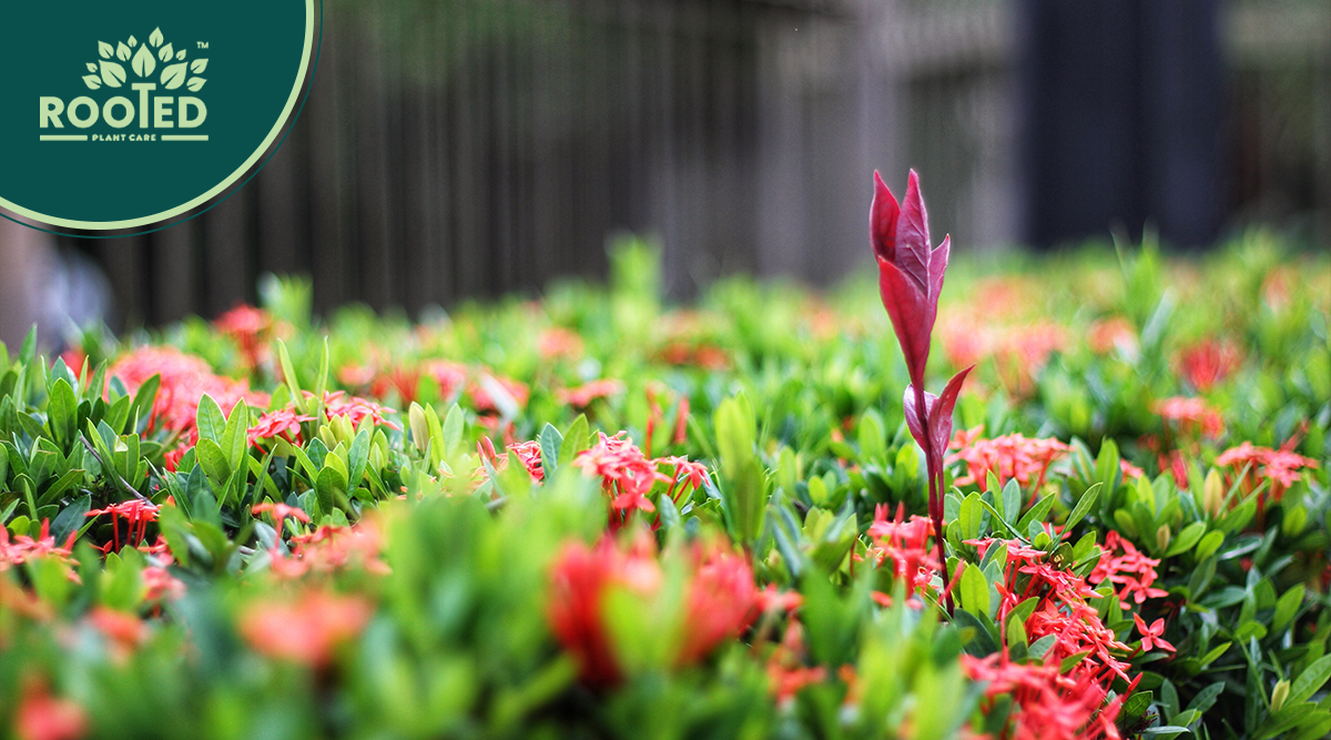 Controlling weeds and pests in the garden