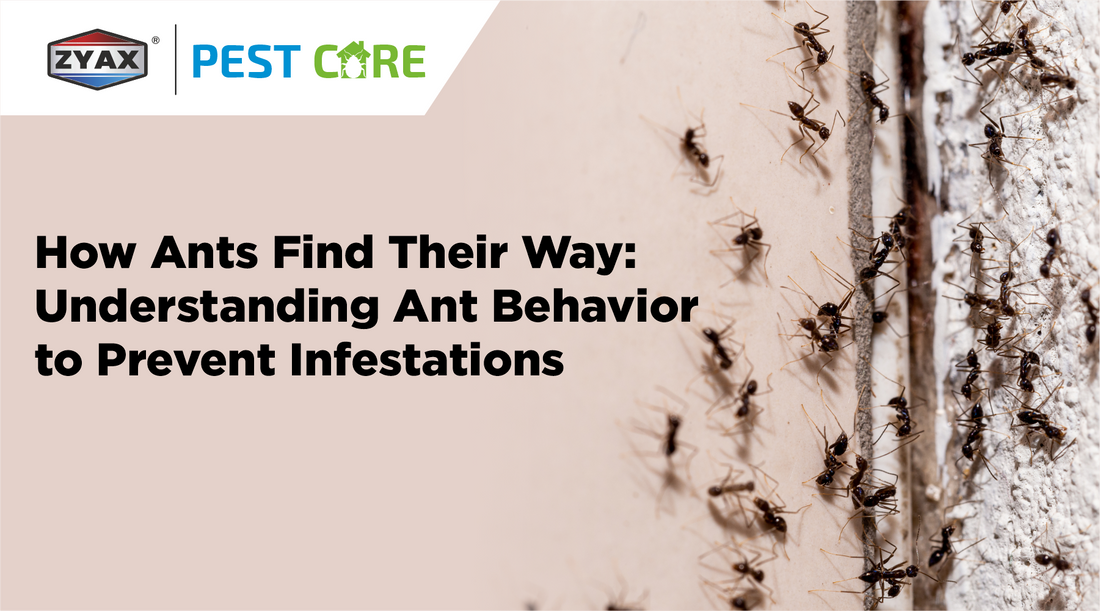 How Ants Find Their Way: Understanding Ant Behavior to Prevent Infestations