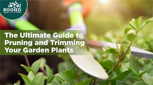 The Ultimate Guide to Pruning and Trimming Your Garden Plants