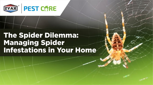 The Spider Dilemma: Managing Spider Infestations in Your Home