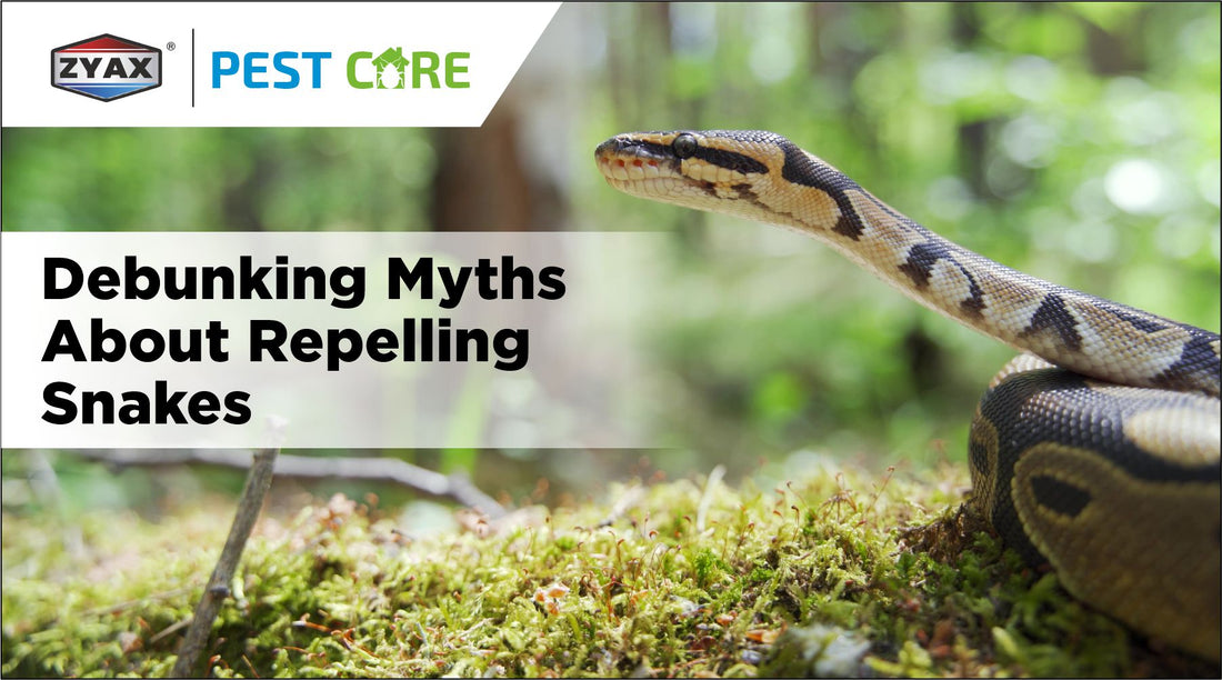 Debunking Myths About Repelling Snakes