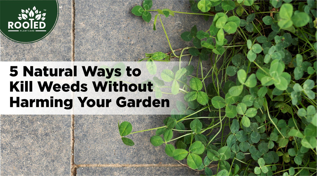 5 Natural Ways to Kill Weeds Without Harming Your Garden