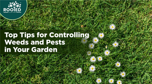 Top Tips for Controlling Weeds and Pests in Your Garden