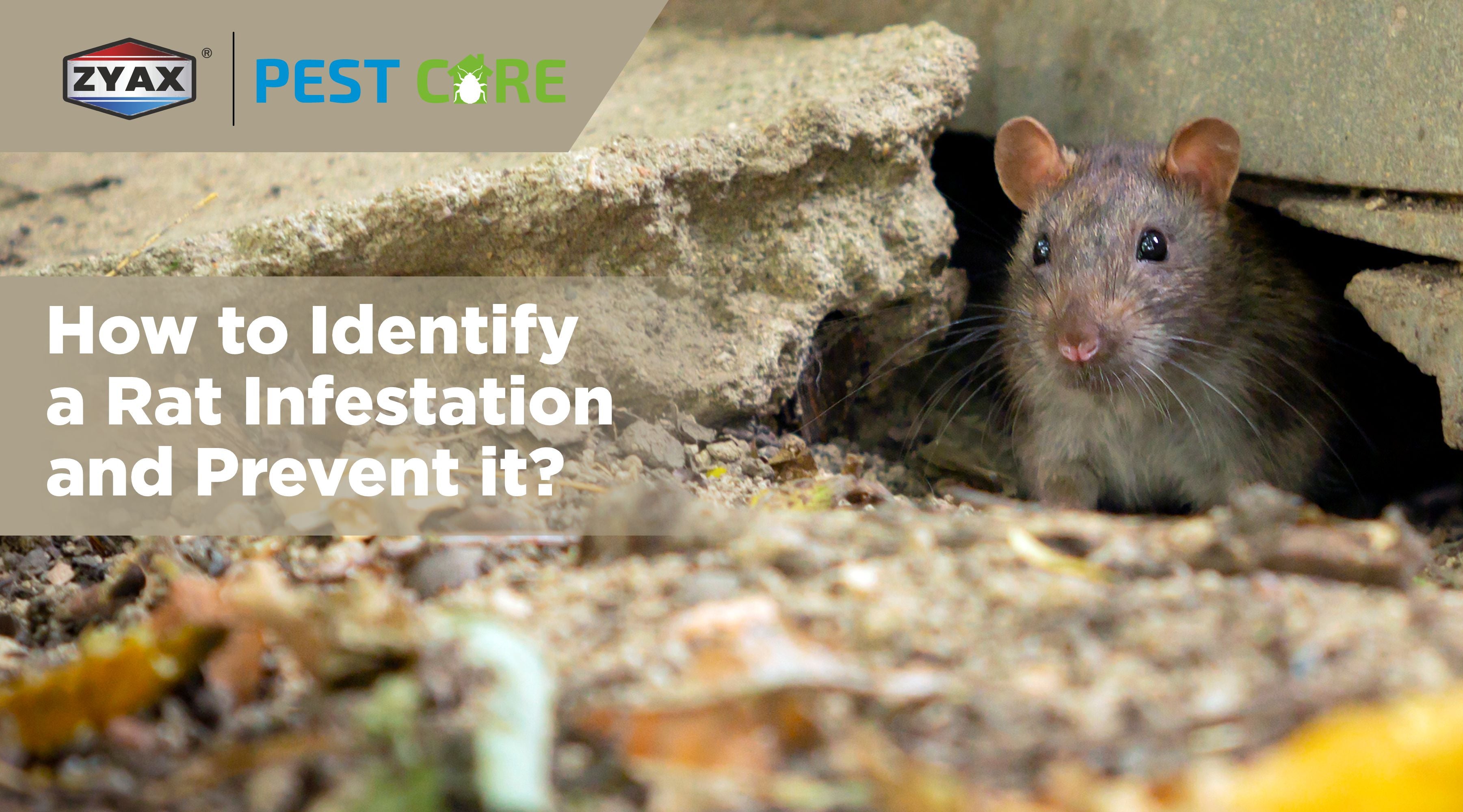 How To Identify A Rat Infestation And Prevent It? – Zyax.in