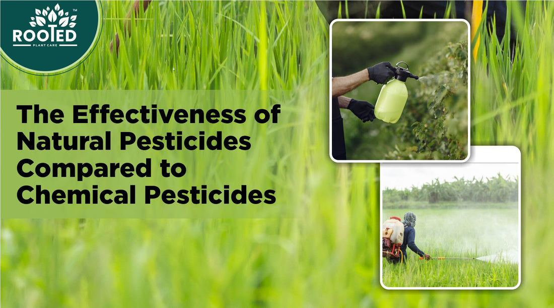 The Effectiveness of Natural Pesticides Compared to Chemical Pesticides