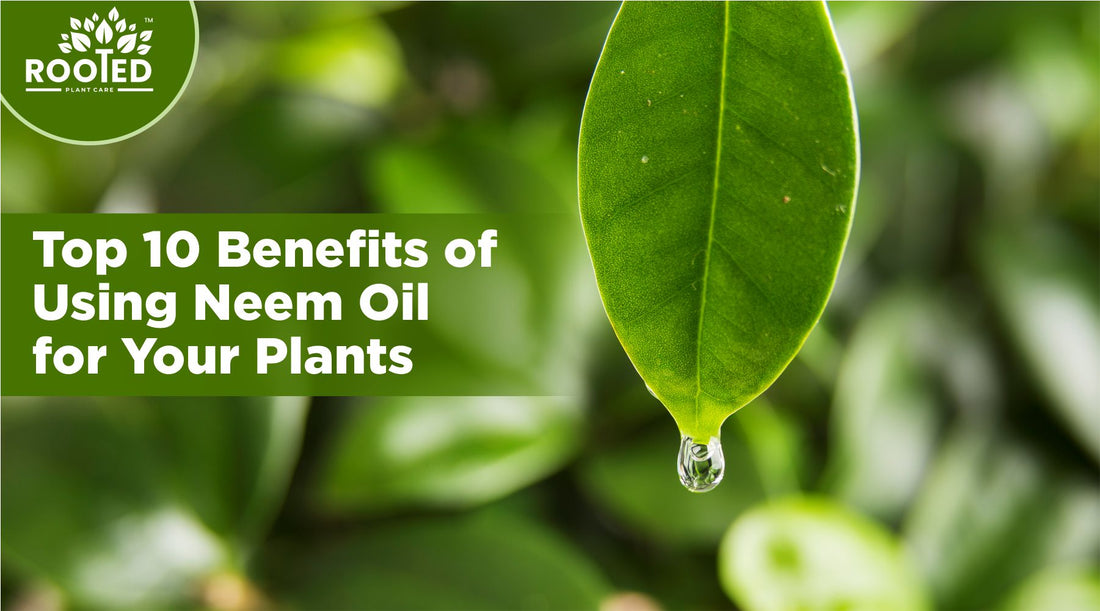 Top 10 Benefits of Using Neem Oil for Your Plants
