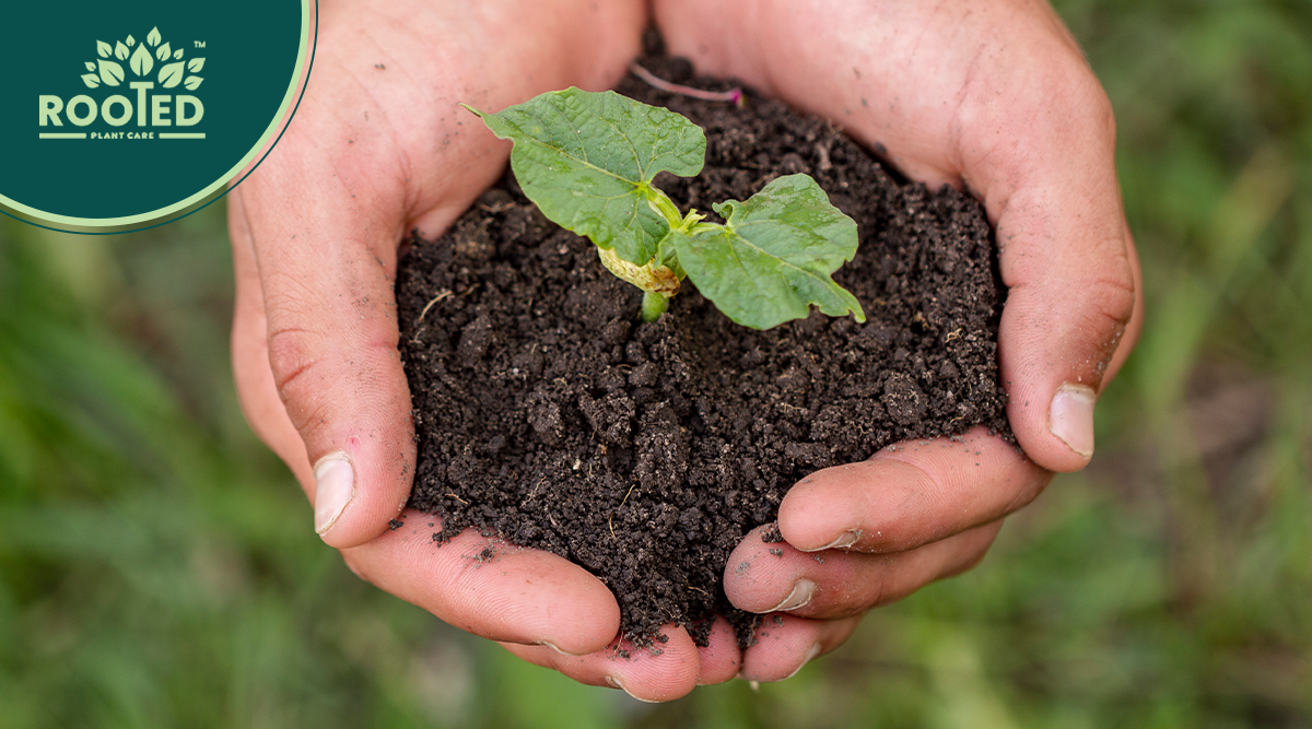 The Ultimate Guide to Pruning and Trimming Your Garden Plants