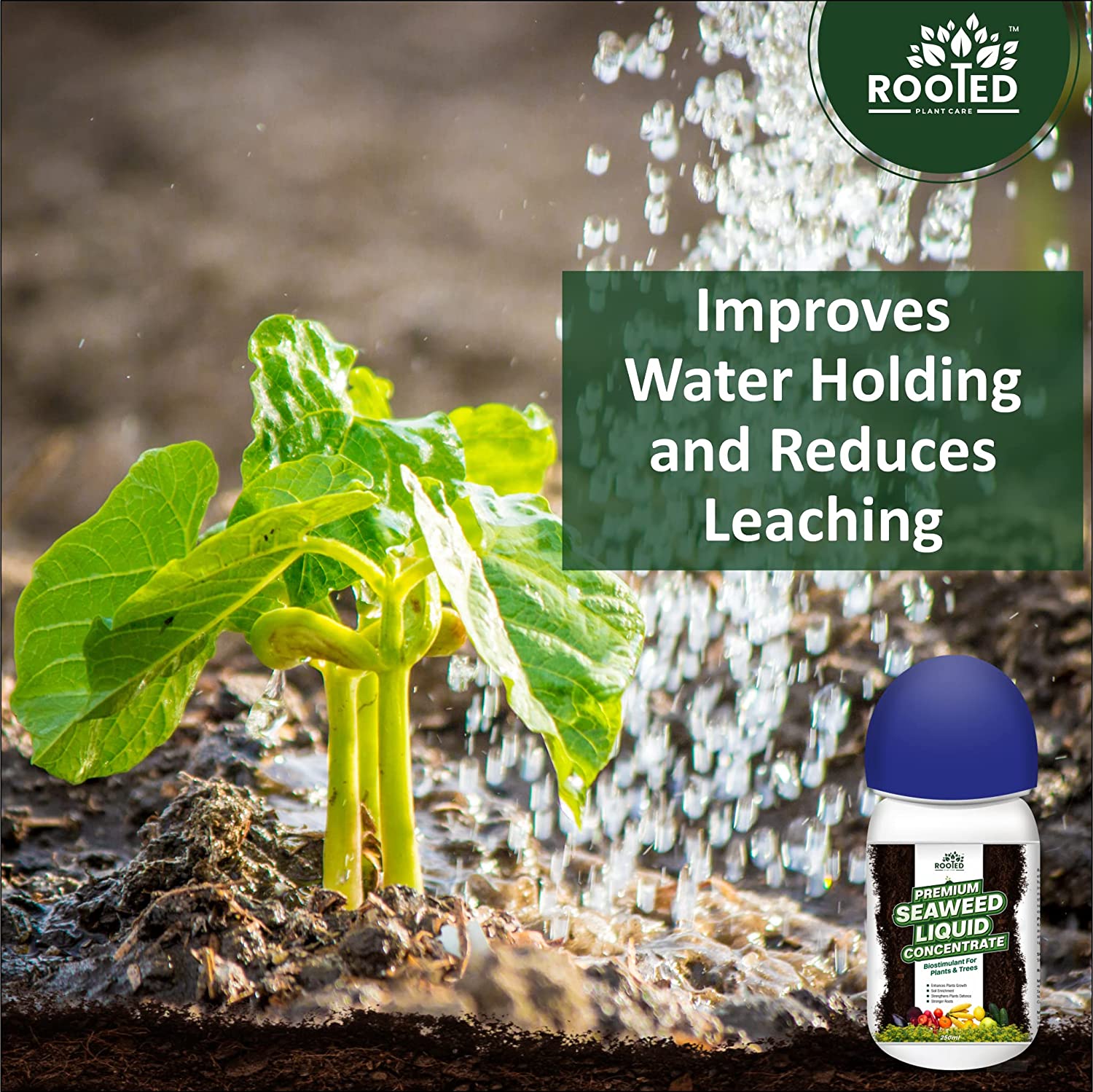Rooted Premium Seaweed Liquid Concentrate - Natural Fertilizer - Zyax.in
