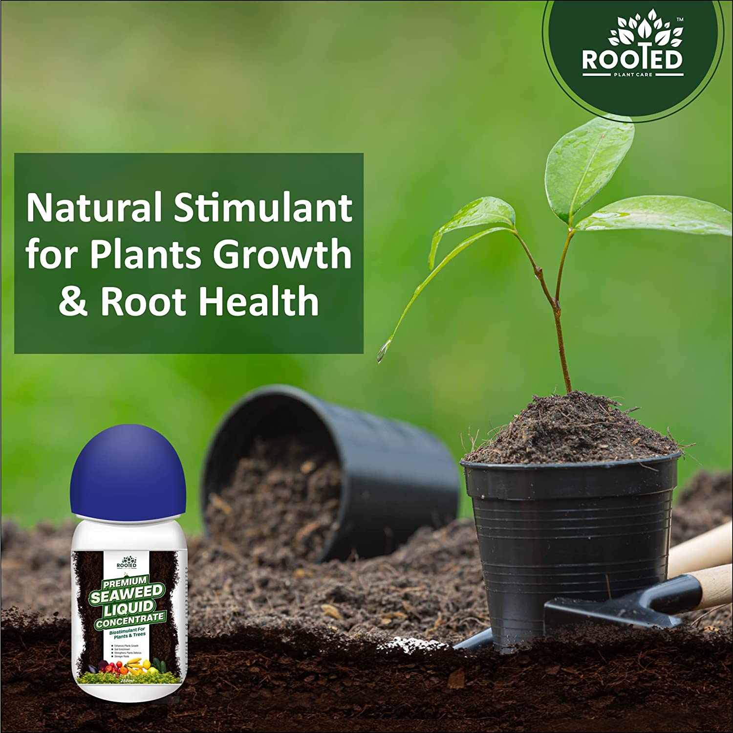 Rooted Premium Seaweed Liquid Concentrate - Natural Fertilizer - Zyax.in